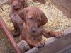 Kurzhaariger Ungarischer Vorstehhund Foto: f-wurf herr grabler (ID 5710) Kurzhaariger Ungarischer Vorstehhund Hund
