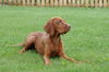 Kurzhaariger Ungarischer Vorstehhund Foto: Vigo der schönste Vizsla (ID 25333) Kurzhaariger Ungarischer Vorstehhund Hund