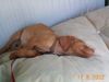 Kurzhaariger Ungarischer Vorstehhund Foto: Unsere Mini beim Mittagsschläfchen (ID 2818) Kurzhaariger Ungarischer Vorstehhund Hund