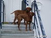 Kurzhaariger Ungarischer Vorstehhund Foto: Emi und Cristo (ID 28286) Kurzhaariger Ungarischer Vorstehhund Hund