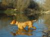 Kurzhaariger Ungarischer Vorstehhund Foto: Winter in den Donauauen bei Wien. HATA .10 Monate (ID 18278) Kurzhaariger Ungarischer Vorstehhund Hund