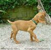 Kurzhaariger Ungarischer Vorstehhund Foto: Drahthaar Magyar Vizsla, 12 Wochen (ID 12070) Kurzhaariger Ungarischer Vorstehhund Hund