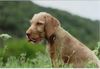 Kurzhaariger Ungarischer Vorstehhund Hund