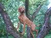 Kurzhaariger Ungarischer Vorstehhund Foto: wo sind Die nur???? Lico (ID 11874) Kurzhaariger Ungarischer Vorstehhund Hund