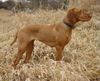 Kurzhaariger Ungarischer Vorstehhund Foto: Drahthaar Vizsla Hündin, HATA- Donauauen bei Wien - (ID 18279) Kurzhaariger Ungarischer Vorstehhund Hund