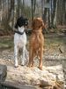 Kurzhaariger Ungarischer Vorstehhund Foto: Siehst du es......? (ID 10210) Kurzhaariger Ungarischer Vorstehhund Hund