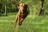 Kurzhaariger Ungarischer Vorstehhund Foto: unser Vizsla (ID 23210) Kurzhaariger Ungarischer Vorstehhund Hund