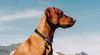 Kurzhaariger Ungarischer Vorstehhund Foto: unser Vizsla (ID 23212) Kurzhaariger Ungarischer Vorstehhund Hund
