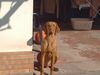 Kurzhaariger Ungarischer Vorstehhund Foto: ares 5 monate (ID 13832) Kurzhaariger Ungarischer Vorstehhund Hund