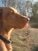 Kurzhaariger Ungarischer Vorstehhund Foto: ares (ID 13833) Kurzhaariger Ungarischer Vorstehhund Hund