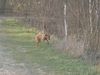 Kurzhaariger Ungarischer Vorstehhund Foto: was ist da? (ID 13830) Kurzhaariger Ungarischer Vorstehhund Hund