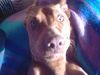 Kurzhaariger Ungarischer Vorstehhund Foto: was guckst du? (ID 13827) Kurzhaariger Ungarischer Vorstehhund Hund