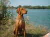 Kurzhaariger Ungarischer Vorstehhund Foto: are am see,9 mon. (ID 13824) Kurzhaariger Ungarischer Vorstehhund Hund