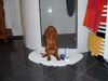 Kurzhaariger Ungarischer Vorstehhund Foto: Legolas, 14 Wochen, ..wie wär's mit einer Dusche?! (ID 12163) Kurzhaariger Ungarischer Vorstehhund Hund
