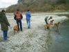 Kurzhaariger Ungarischer Vorstehhund Foto: meine geschwister lico,tito und afra (ID 13835) Kurzhaariger Ungarischer Vorstehhund Hund
