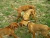 Kurzhaariger Ungarischer Vorstehhund Foto: eine schrecklich nette familie (ID 13838) Kurzhaariger Ungarischer Vorstehhund Hund