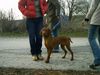 Kurzhaariger Ungarischer Vorstehhund Foto: meine schwester afra (ID 13842) Kurzhaariger Ungarischer Vorstehhund Hund