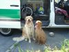 Kurzhaariger Ungarischer Vorstehhund Foto: Cico und Lena.... (ID 23927) Kurzhaariger Ungarischer Vorstehhund Hund