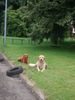 Kurzhaariger Ungarischer Vorstehhund Foto: Cico und Lena.... (ID 23929) Kurzhaariger Ungarischer Vorstehhund Hund