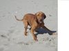 Kurzhaariger Ungarischer Vorstehhund Foto: Ich will spielen!!!!!! (ID 22087) Kurzhaariger Ungarischer Vorstehhund Hund