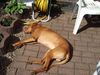 Kurzhaariger Ungarischer Vorstehhund Foto: Bei gutem Wetter leg' ich mich überall hin!! (ID 22116) Kurzhaariger Ungarischer Vorstehhund Hund