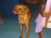 Kurzhaariger Ungarischer Vorstehhund Foto: Trotz Sofaverbot (ID 27093) Kurzhaariger Ungarischer Vorstehhund Hund