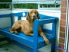Kurzhaariger Ungarischer Vorstehhund Foto: Herrlich, ich sonn mich erstmal (ID 33185) Kurzhaariger Ungarischer Vorstehhund Hund