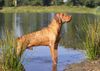 Kurzhaariger Ungarischer Vorstehhund Hund