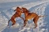 Kurzhaariger Ungarischer Vorstehhund Foto: Inka + Branco (ID 28075) Kurzhaariger Ungarischer Vorstehhund Hund