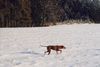 Kurzhaariger Ungarischer Vorstehhund Foto: Inka (ID 28077) Kurzhaariger Ungarischer Vorstehhund Hund