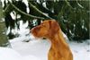 Kurzhaariger Ungarischer Vorstehhund Foto: Ivett im Winter (ID 7231) Kurzhaariger Ungarischer Vorstehhund Hund