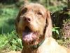 Kurzhaariger Ungarischer Vorstehhund Foto: Drahthaarvizsla (Istvan von Haus Schladern) (ID 33667) Kurzhaariger Ungarischer Vorstehhund Hund