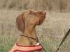 Kurzhaariger Ungarischer Vorstehhund Foto: wire-vizsla, female Quodian's Ibolya (ID 2767) Kurzhaariger Ungarischer Vorstehhund Hund