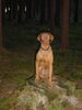 Kurzhaariger Ungarischer Vorstehhund Foto: Buffi das Waldgespenst (ID 17652) Kurzhaariger Ungarischer Vorstehhund Hund