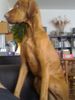 Kurzhaariger Ungarischer Vorstehhund Foto: sui -lars von der pulkau (ID 33457) Kurzhaariger Ungarischer Vorstehhund Hund