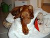 Kurzhaariger Ungarischer Vorstehhund Foto: Luna, 6 Monate,.. so ein Bürotag ist ganz schön anstrengend.. (ID 12162) Kurzhaariger Ungarischer Vorstehhund Hund