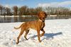 Kurzhaariger Ungarischer Vorstehhund Foto: Unser Schatz (ID 29395) Kurzhaariger Ungarischer Vorstehhund Hund