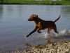 Kurzhaariger Ungarischer Vorstehhund Foto: Laszlo in der Donau (ID 21737) Kurzhaariger Ungarischer Vorstehhund Hund