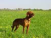 Kurzhaariger Ungarischer Vorstehhund Foto: Laszlo in den Donau Auen (ID 21735) Kurzhaariger Ungarischer Vorstehhund Hund