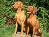 Kurzhaariger Ungarischer Vorstehhund Foto: Geschwisterchen Lico & Aphra! (ID 21049) Kurzhaariger Ungarischer Vorstehhund Hund