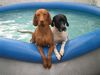 Kurzhaariger Ungarischer Vorstehhund Foto: N' Pool nur für uns beide.. Yeeaahh... (ID 24096) Kurzhaariger Ungarischer Vorstehhund Hund