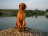 Kurzhaariger Ungarischer Vorstehhund Foto: Lico 14 Monate (ID 6774) Kurzhaariger Ungarischer Vorstehhund Hund