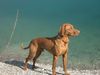 Kurzhaariger Ungarischer Vorstehhund Foto: Lico an seinem Lieblings-Badesee.. (ID 10556) Kurzhaariger Ungarischer Vorstehhund Hund