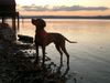 Kurzhaariger Ungarischer Vorstehhund Foto: Endlich Urlaub!! (ID 7356) Kurzhaariger Ungarischer Vorstehhund Hund