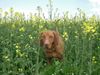 Kurzhaariger Ungarischer Vorstehhund Foto: Mann o Mann, hier tummelt sich vieleicht was.. (ID 11228) Kurzhaariger Ungarischer Vorstehhund Hund