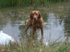 Kurzhaariger Ungarischer Vorstehhund Foto: Licos' Abenteuerspielplatz!!! (ID 9467) Kurzhaariger Ungarischer Vorstehhund Hund