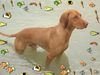 Kurzhaariger Ungarischer Vorstehhund Foto: Nemo Nemo.. Es gibt kein entkommen..!! (ID 7502) Kurzhaariger Ungarischer Vorstehhund Hund