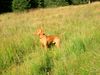 Kurzhaariger Ungarischer Vorstehhund Foto: Lico und die Natur..! Absolute Harmonie.. (ID 12547) Kurzhaariger Ungarischer Vorstehhund Hund