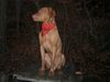 Kurzhaariger Ungarischer Vorstehhund Foto: Lico mit Sonntagstuch!! (ID 7355) Kurzhaariger Ungarischer Vorstehhund Hund