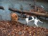 Kurzhaariger Ungarischer Vorstehhund Hund